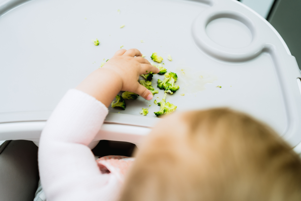 Baby in sensitive period for senses touching broccoli on her plate
